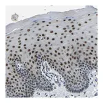 Merck Anti-FOS antibody produced in rabbit
