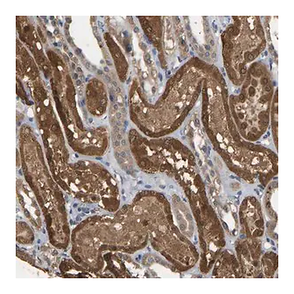 Merck Anti-CIDEC antibody produced in rabbit