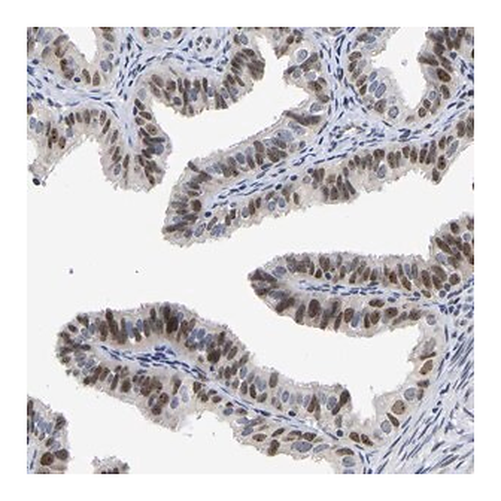 Merck Anti-NLE1 antibody produced in rabbit