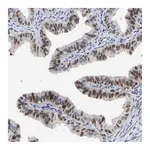 Merck Anti-NLE1 antibody produced in rabbit