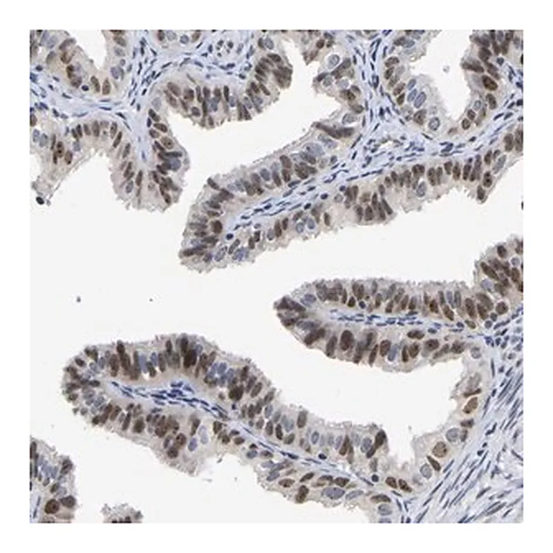 Merck Anti-NLE1 antibody produced in rabbit