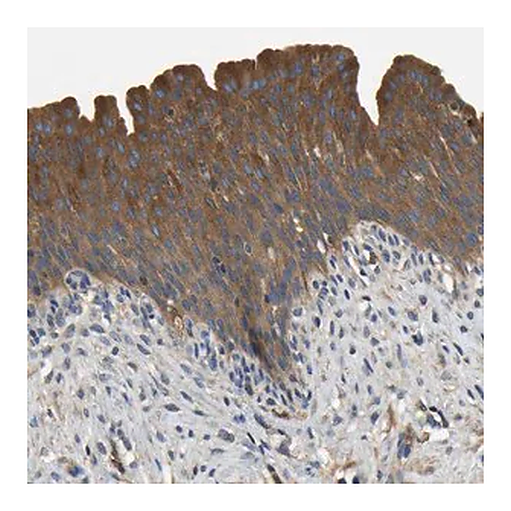 Merck Anti-STAT2 antibody produced in rabbit