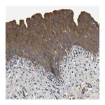 Merck Anti-STAT2 antibody produced in rabbit