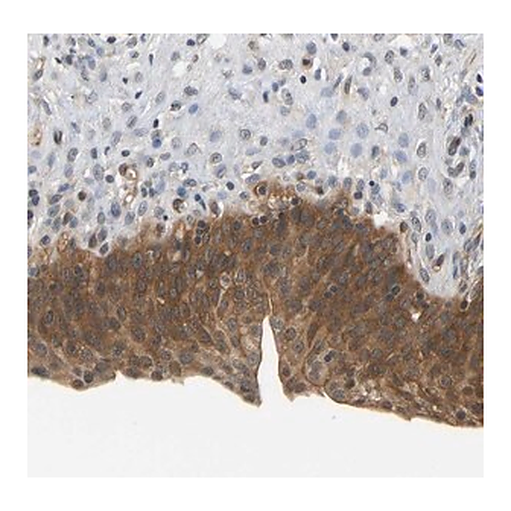 Merck Anti-ARHGEF12 antibody produced in rabbit