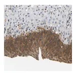 Merck Anti-ARHGEF12 antibody produced in rabbit