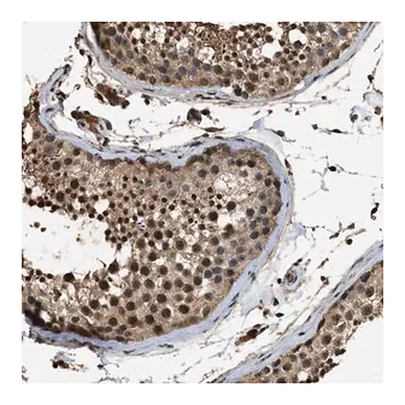 Merck Anti-DENND6B antibody produced in rabbit