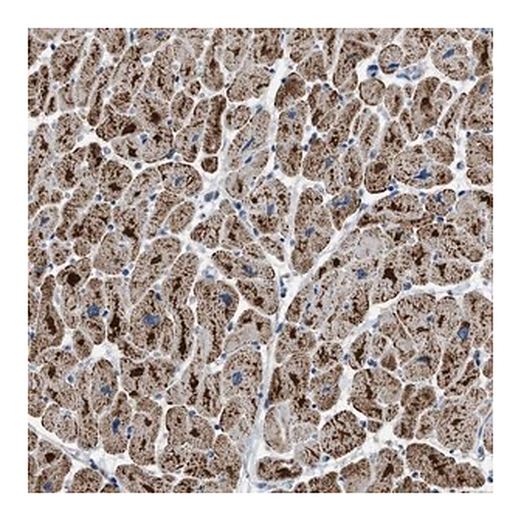 Merck Anti-ETFB antibody produced in rabbit