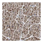 Merck Anti-ETFB antibody produced in rabbit
