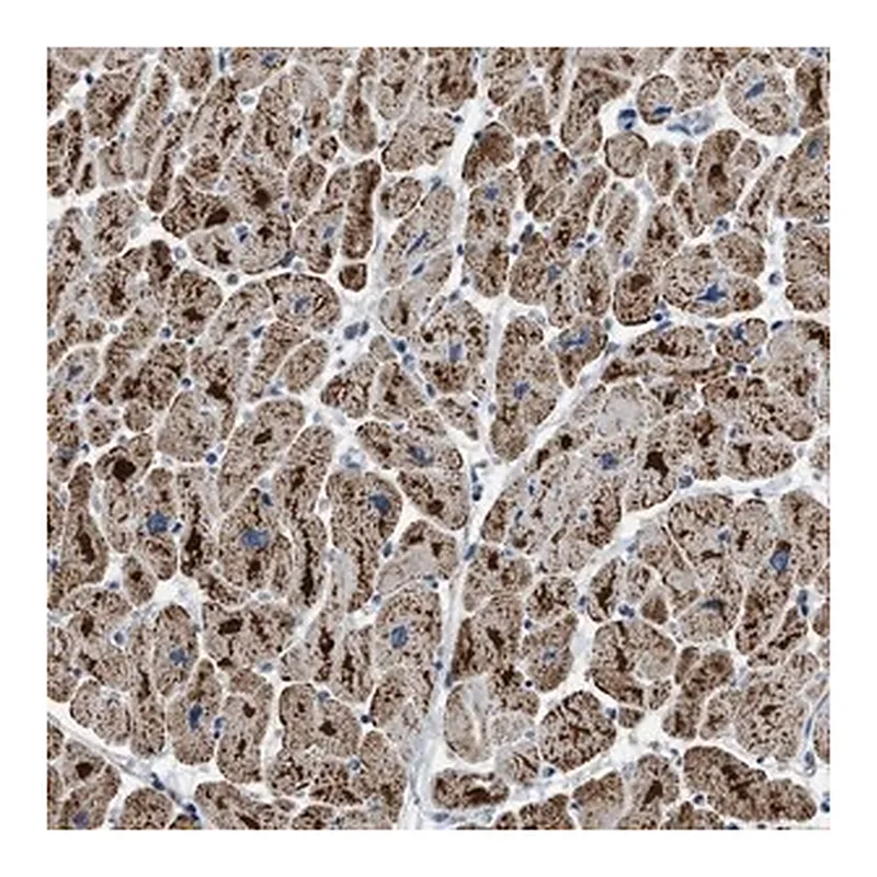 Merck Anti-ETFB antibody produced in rabbit