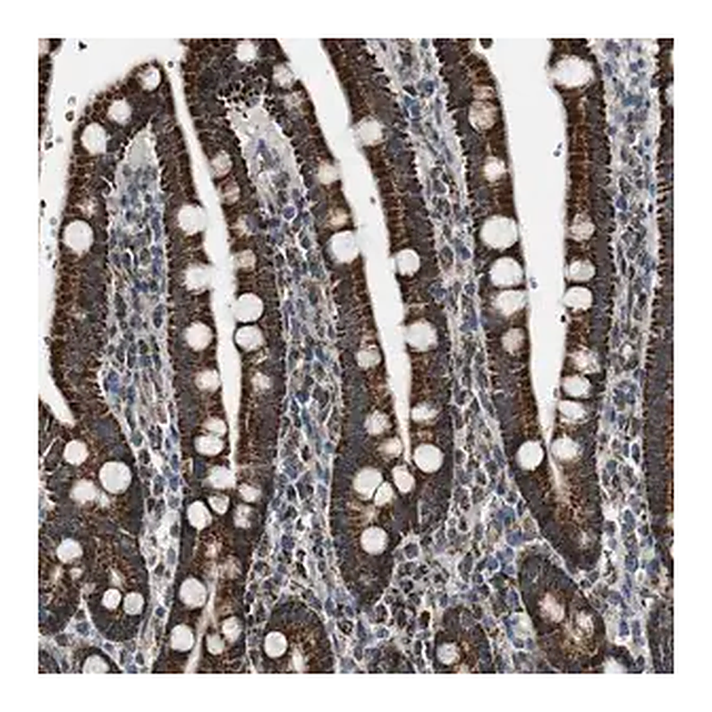 Merck Anti-CHN2 antibody produced in rabbit