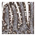 Merck Anti-CHN2 antibody produced in rabbit