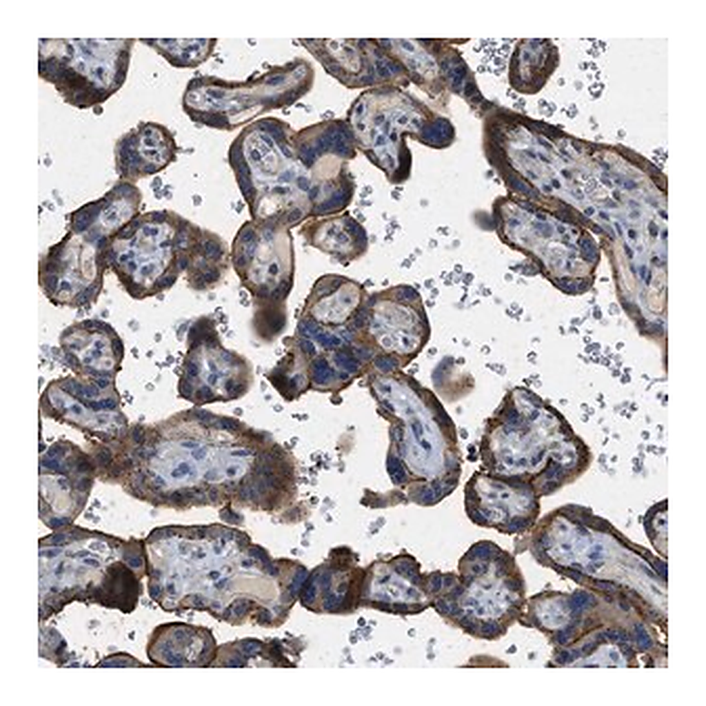 Merck Anti-TMEM150A antibody produced in rabbit