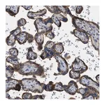 Merck Anti-TMEM150A antibody produced in rabbit