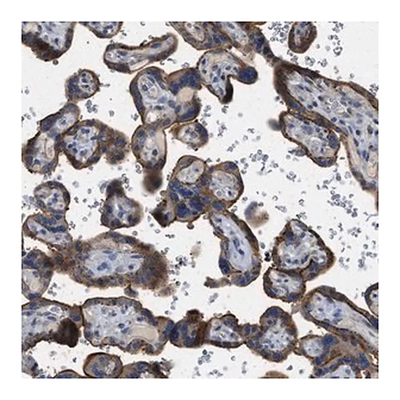 Merck Anti-TMEM150A antibody produced in rabbit