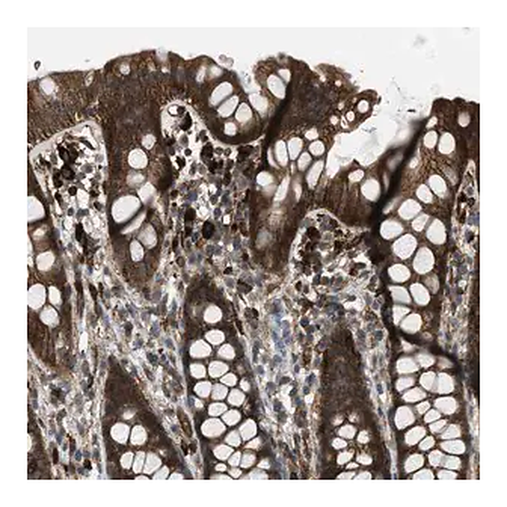 Merck Anti-BAG4 antibody produced in rabbit