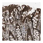 Merck Anti-BAG4 antibody produced in rabbit