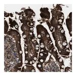 Merck Anti-LRRC72 antibody produced in rabbit