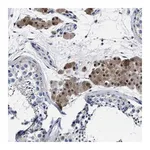 Merck Anti-MOV10L1 antibody produced in rabbit
