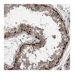 Merck Anti-MDM4 antibody produced in rabbit