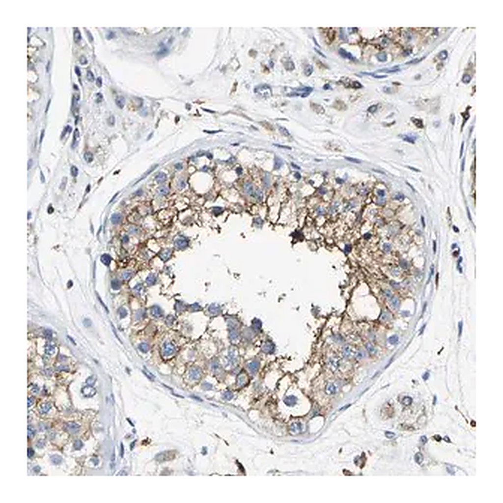 Merck Anti-TRAF6 antibody produced in rabbit