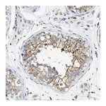 Merck Anti-TRAF6 antibody produced in rabbit