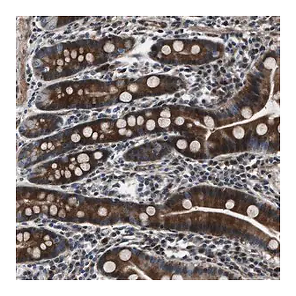 Merck Anti-WDR60 antibody produced in rabbit