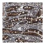 Merck Anti-WDR60 antibody produced in rabbit