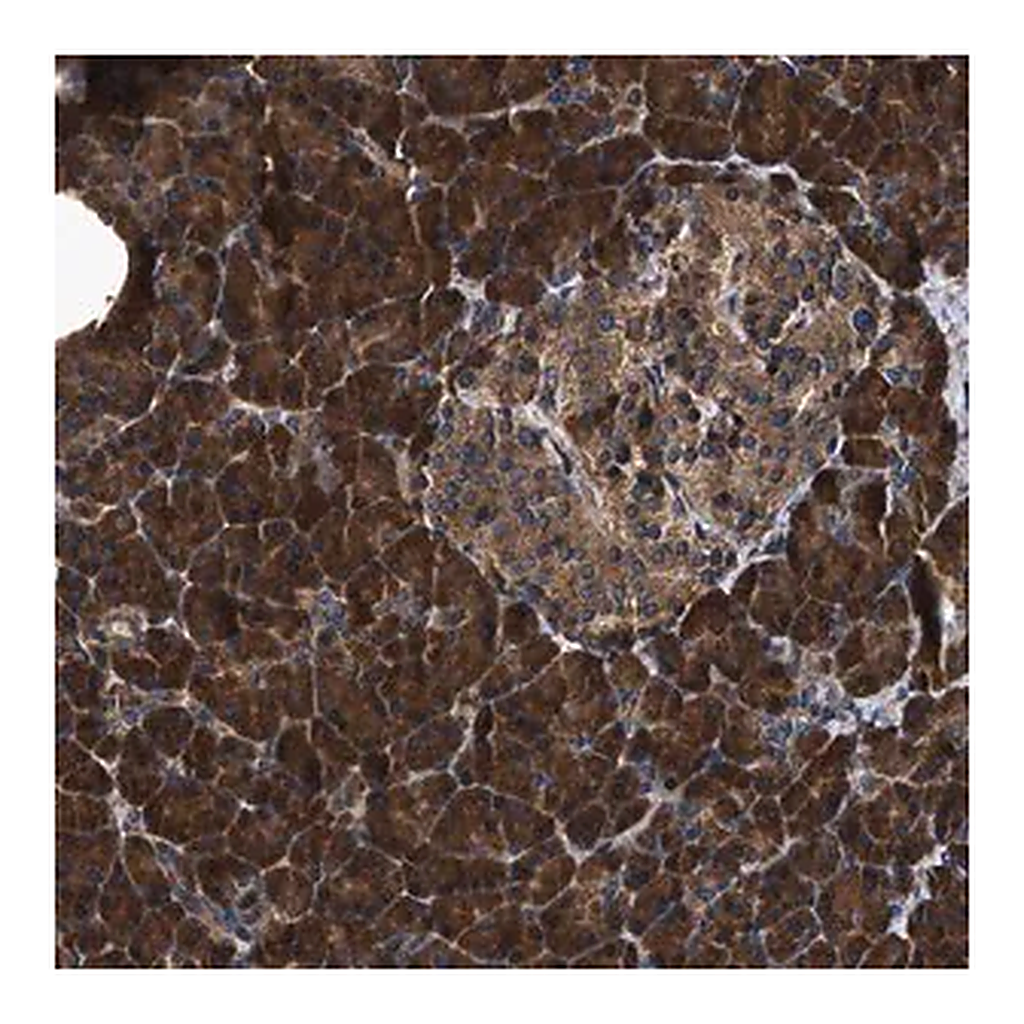Merck Anti-ZMYND19 antibody produced in rabbit