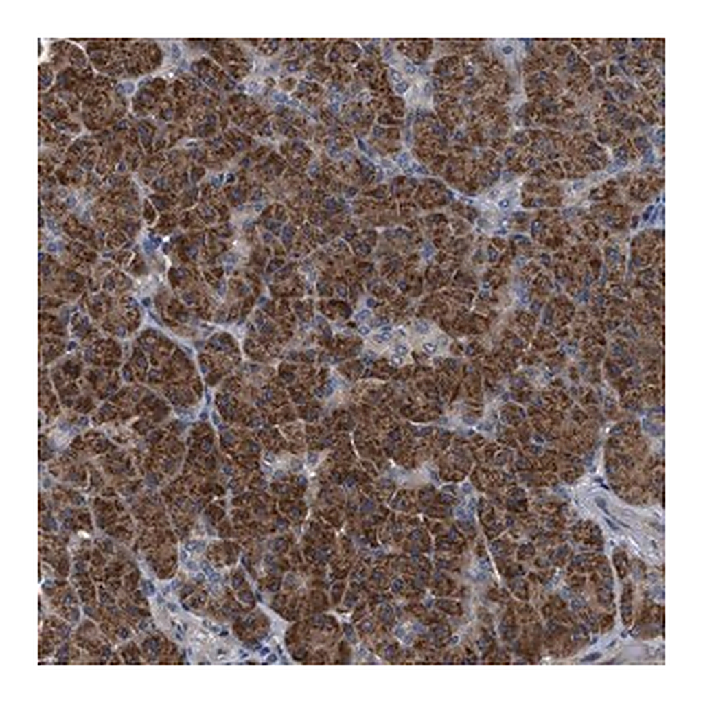 Merck Anti-TEX2 antibody produced in rabbit