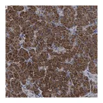 Merck Anti-TEX2 antibody produced in rabbit