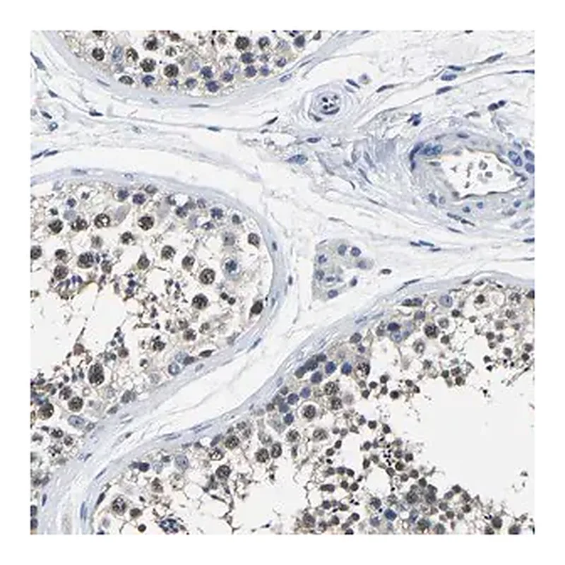Merck Anti-STRBP antibody produced in rabbit