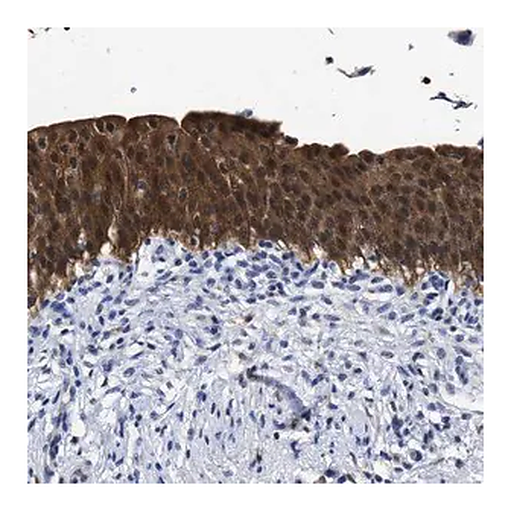 Merck Anti-PRPF4B antibody produced in rabbit