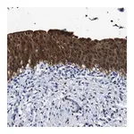 Merck Anti-PRPF4B antibody produced in rabbit