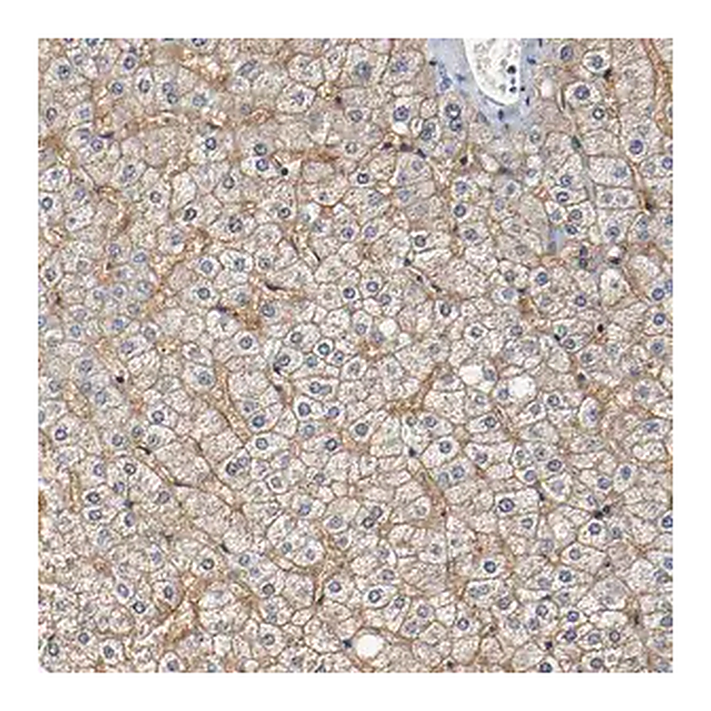 Merck Anti-SLCO2B1 antibody produced in rabbit