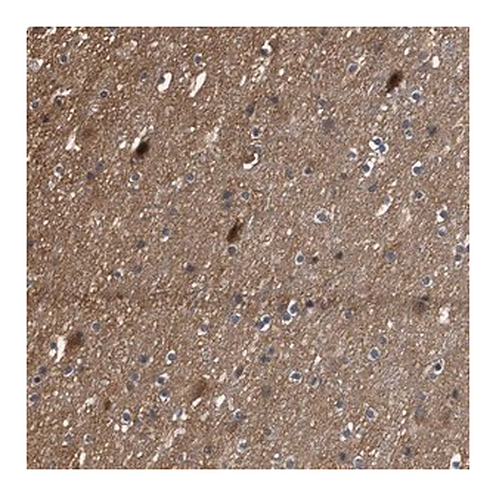 Merck Anti-SCAI antibody produced in rabbit