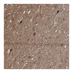 Merck Anti-SCAI antibody produced in rabbit