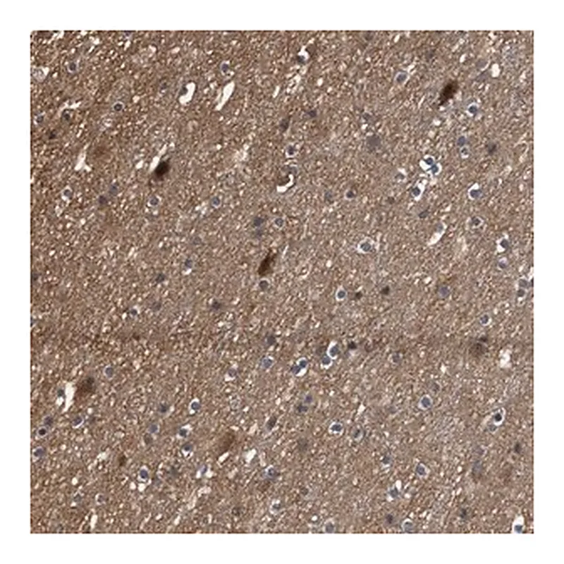 Merck Anti-SCAI antibody produced in rabbit