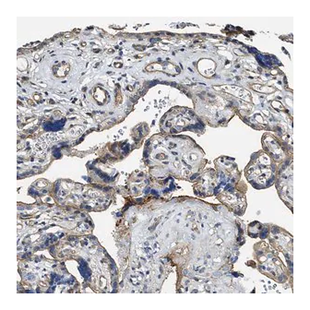 Merck Anti-MMRN2 antibody produced in rabbit