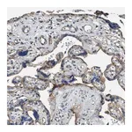 Merck Anti-MMRN2 antibody produced in rabbit