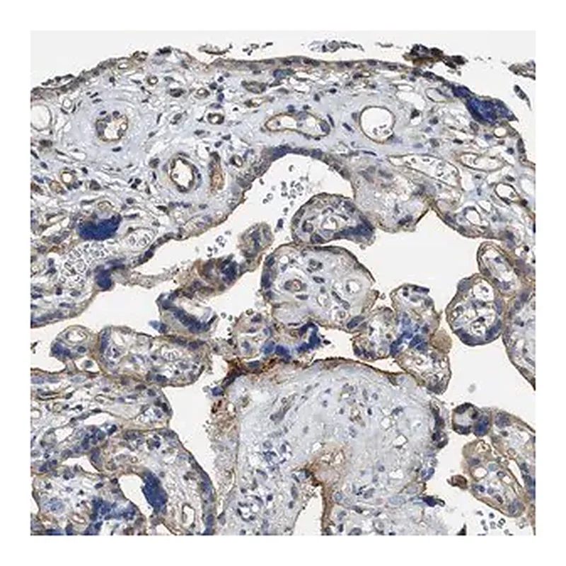 Merck Anti-MMRN2 antibody produced in rabbit