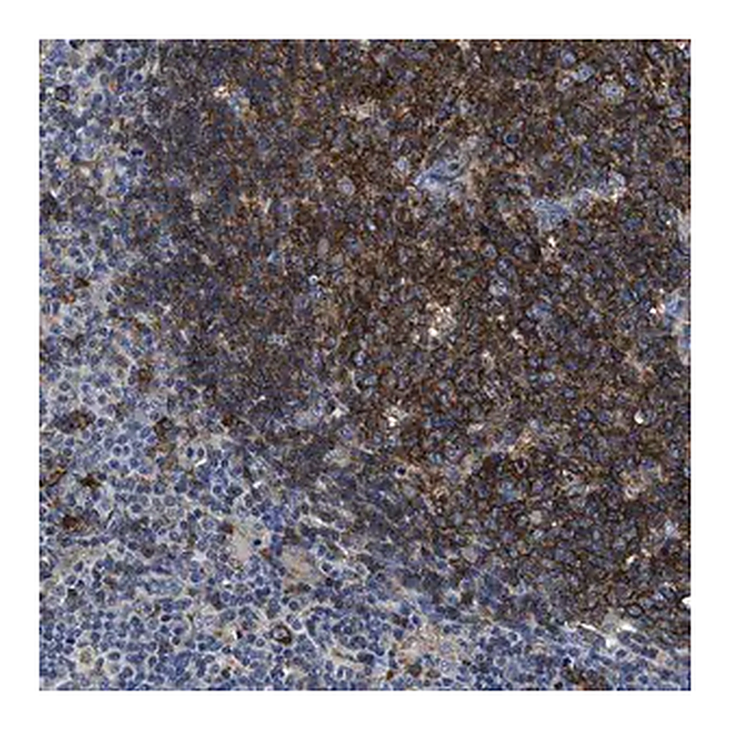 Merck Anti-C2orf66 antibody produced in rabbit