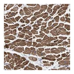 Merck Anti-SFXN4 antibody produced in rabbit
