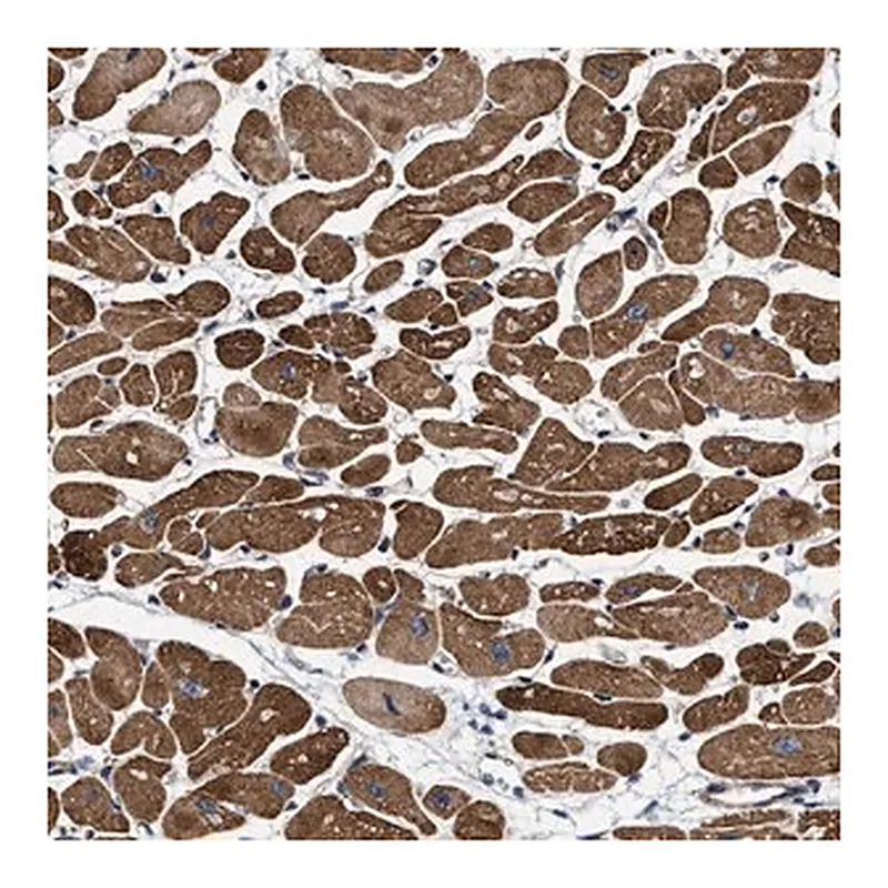 Merck Anti-SFXN4 antibody produced in rabbit
