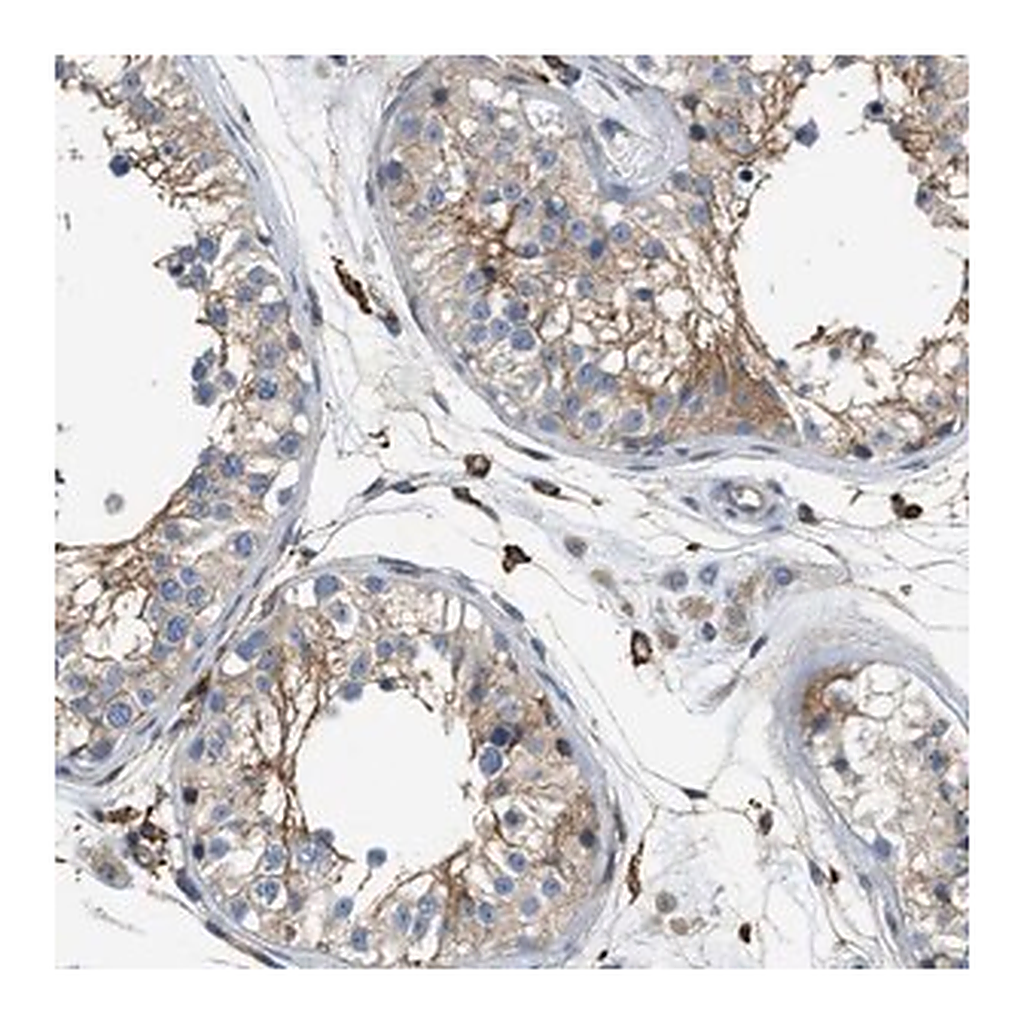 Merck Anti-NSUN7 antibody produced in rabbit