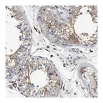 Merck Anti-NSUN7 antibody produced in rabbit