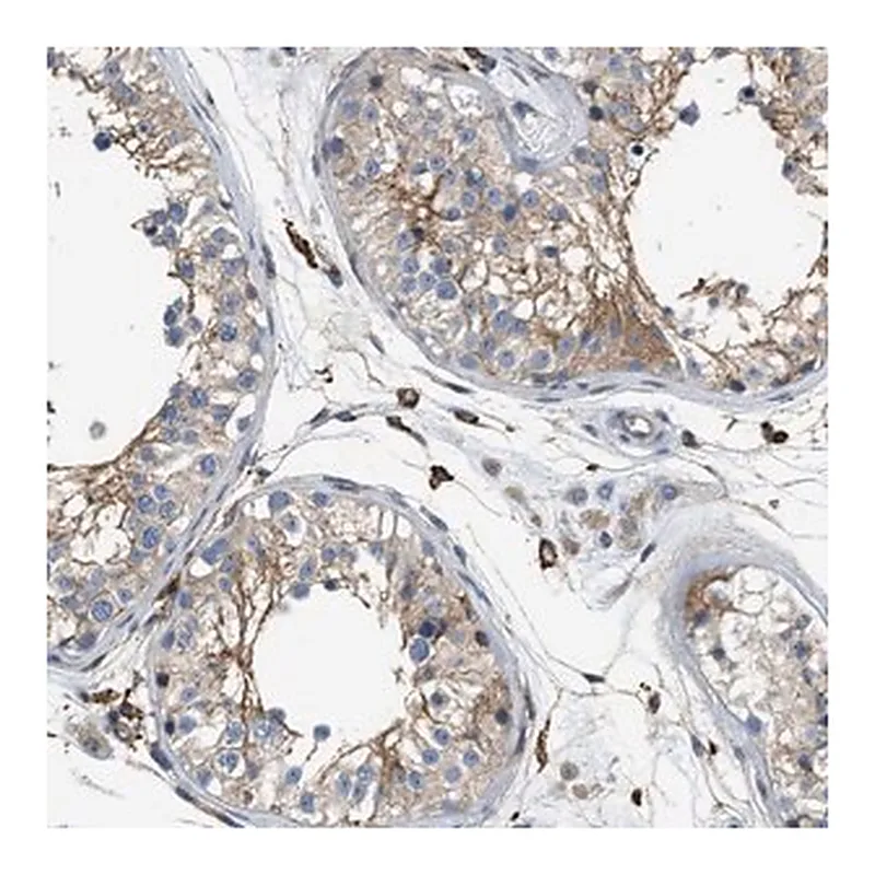 Merck Anti-NSUN7 antibody produced in rabbit