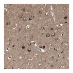 Merck Anti-GUCY1B3 antibody produced in rabbit