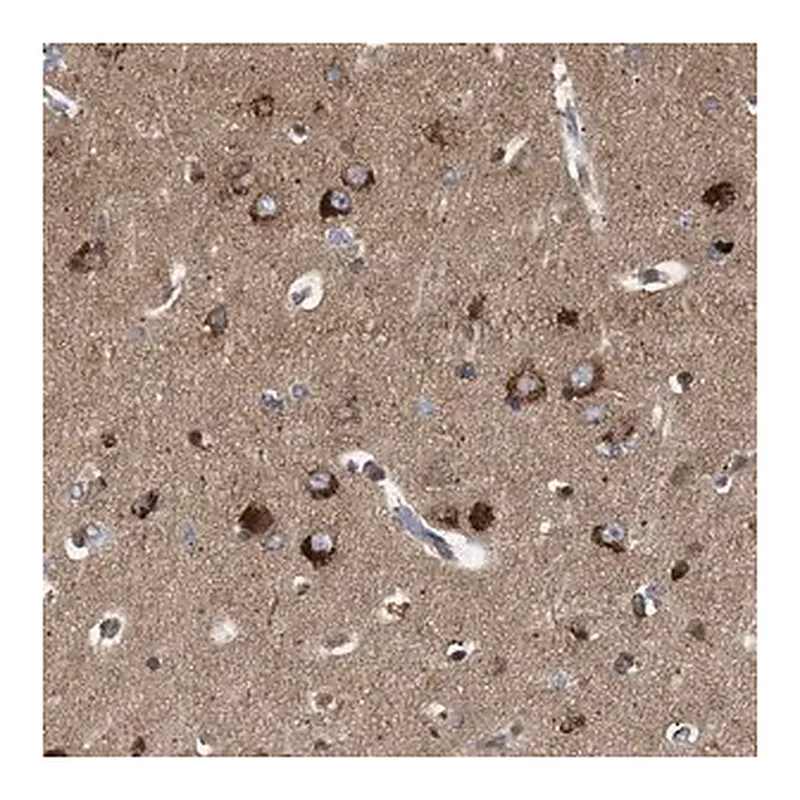 Merck Anti-GUCY1B3 antibody produced in rabbit