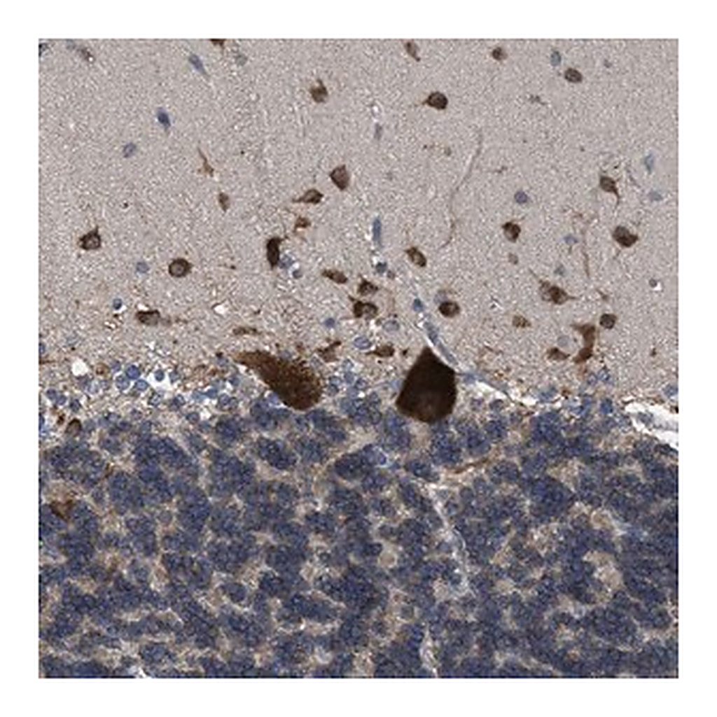 Merck Anti-UPF1 antibody produced in rabbit