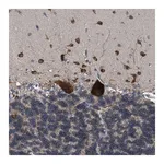 Merck Anti-UPF1 antibody produced in rabbit